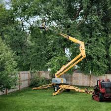 How Our Tree Care Process Works  in Scottsbluff, NE